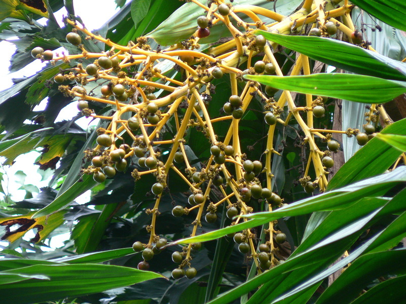 Image de Dracaena steudneri Engl.