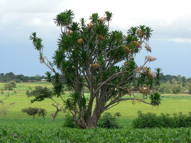 Image de Dracaena steudneri Engl.