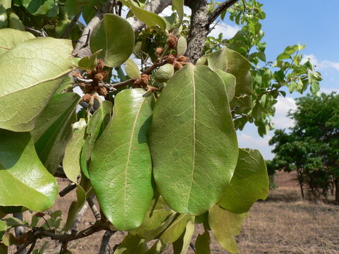 Image of Large-leaved jackal-berry