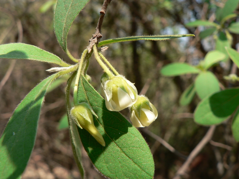 Sivun Diospyros lycioides Desf. kuva