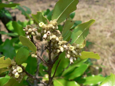 Image of ebony diospyros