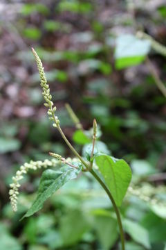 Plancia ëd Cyathula prostrata (L.) Bl.