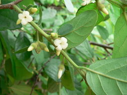 Diospyros senensis Klotzsch的圖片