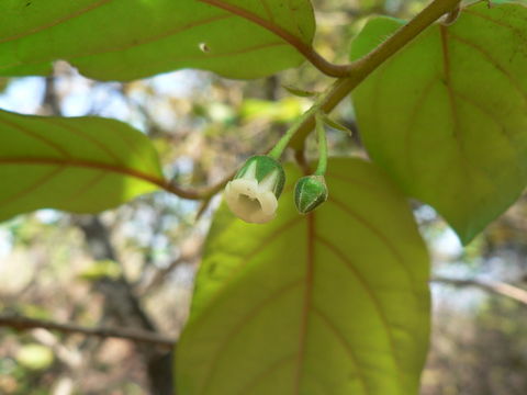 Diospyros zombensis (B. L. Burtt) F. White的圖片