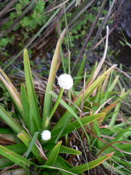 Image of Eriocaulon schimperi Körn. ex Ruhland