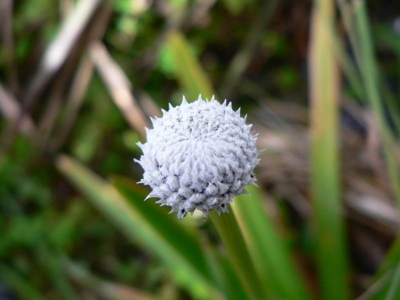 Image of Eriocaulon schimperi Körn. ex Ruhland