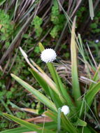 Image of Eriocaulon schimperi Körn. ex Ruhland