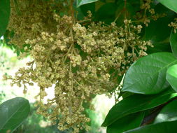 Image of Tassel berry