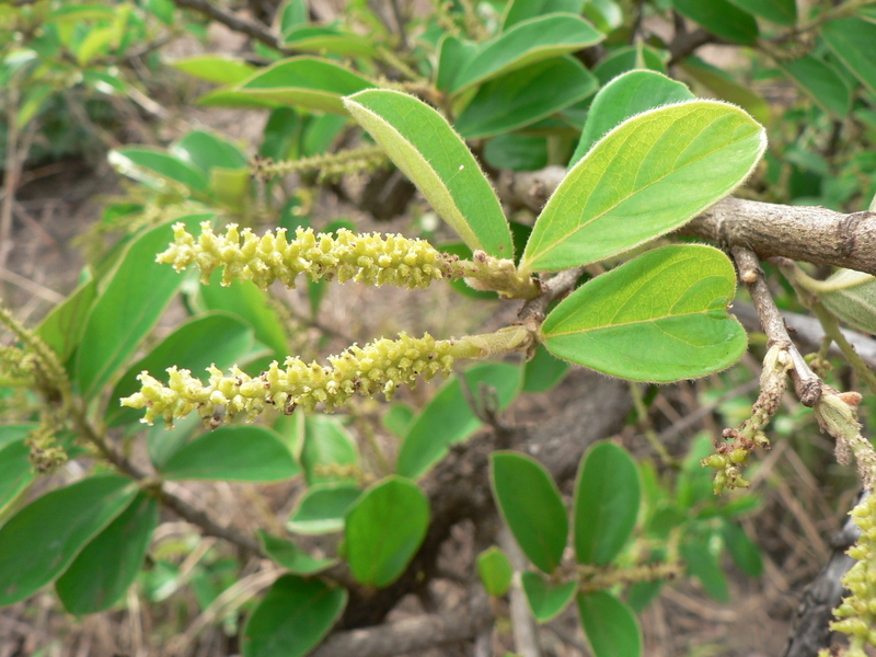 Image of Tassel berry