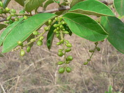 Image of Tassel berry