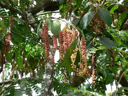 Image of Tassel berry