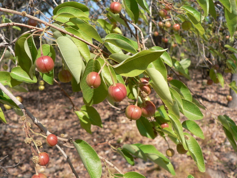 Maprounea africana Müll. Arg.的圖片