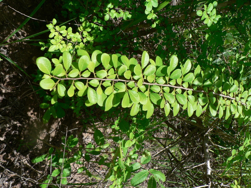 Imagem de Margaritaria discoidea (Baill.) G. L. Webster