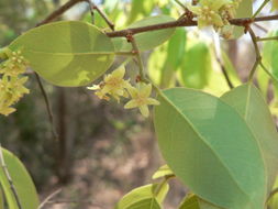 Image of Pseudolachnostylis maprouneifolia Pax