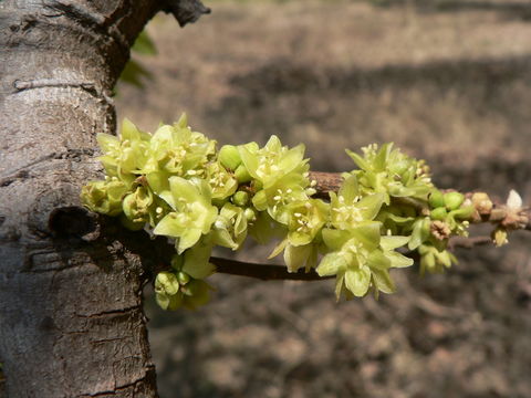 Sivun Pseudolachnostylis maprouneifolia Pax kuva