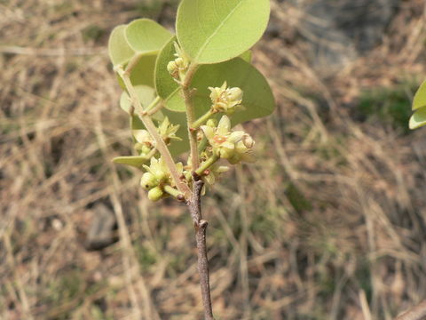 Sivun Pseudolachnostylis maprouneifolia Pax kuva