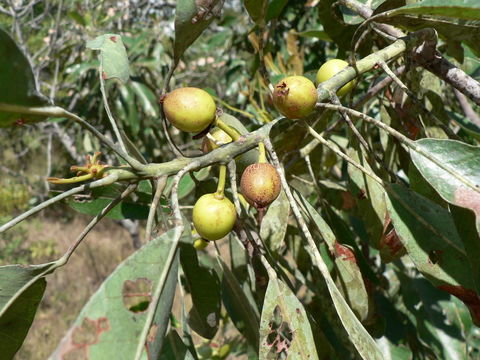 Uapaca nitida Müll. Arg. resmi