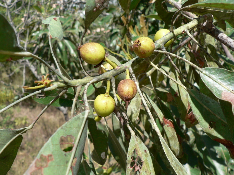 Image of Uapaca nitida Müll. Arg.