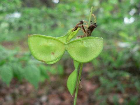 Image of Aeschynomene nyassana Taub.