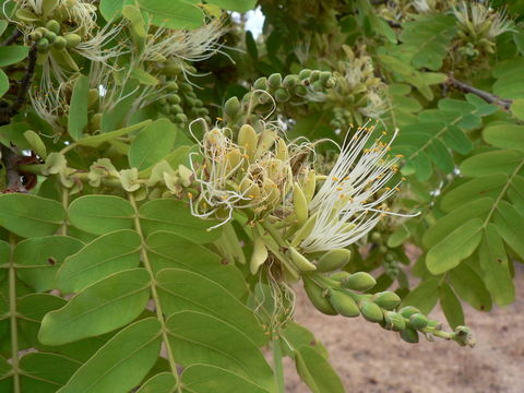 Sivun Brachystegia stipulata De Wild. kuva