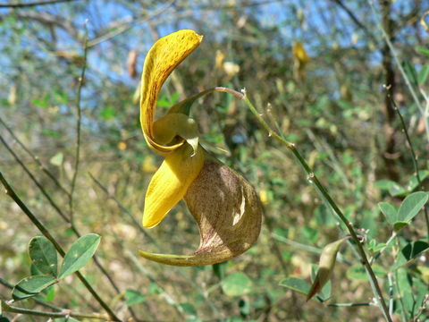 Image of Crotalaria laburnifolia L.