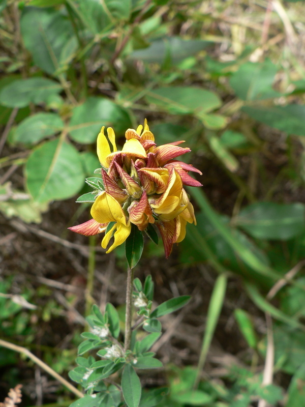 Image of Crotalaria nyikensis Baker