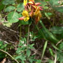 Слика од Crotalaria nyikensis Baker