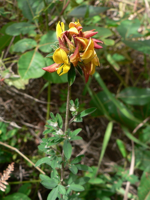 Image of Crotalaria nyikensis Baker