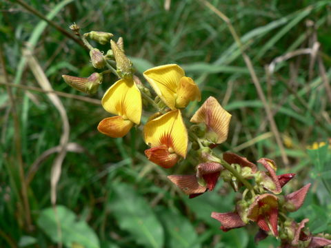 Image of smooth rattlebox