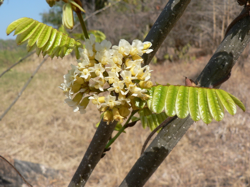 Image of Dalbergia arbutifolia Baker