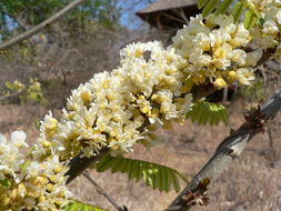 Sivun Dalbergia arbutifolia Baker kuva