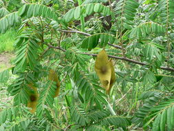 Sivun Dalbergia arbutifolia Baker kuva