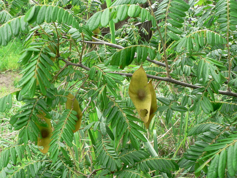 Image of Dalbergia arbutifolia Baker