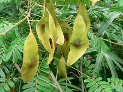 Image of Dalbergia arbutifolia Baker