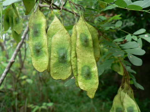 Image of Glossy flat-bean