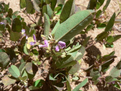 Sivun Desmodium barbatum (L.) Benth. kuva