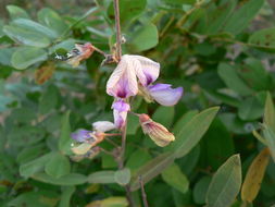 Imagem de Droogmansia pteropus (Baker) De Wild.