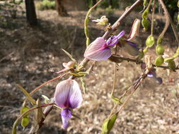 Imagem de Droogmansia pteropus (Baker) De Wild.