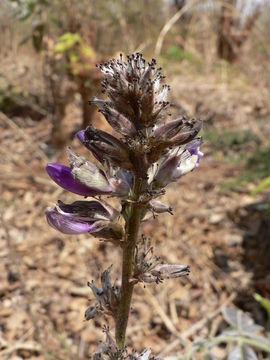 Image of Eminia antennulifera (Baker) Taub.