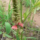 Слика од Indigofera antunesiana Harms