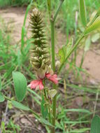 Слика од Indigofera antunesiana Harms