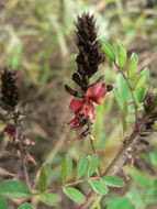 Indigofera lyallii Baker的圖片