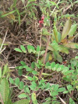 Image of Indigofera lyallii Baker