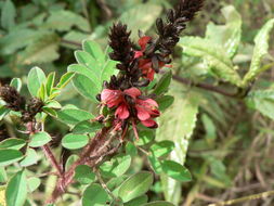 Image de Indigofera lyallii Baker