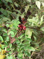 Image de Indigofera lyallii Baker