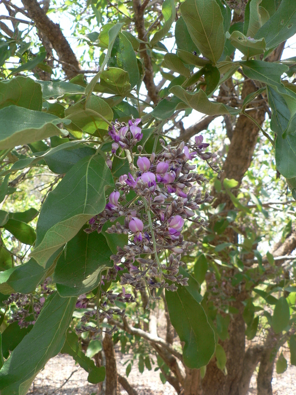 Plancia ëd <i>Philenoptera violacea</i>