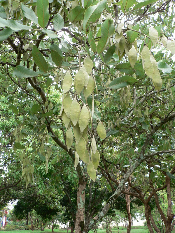 Plancia ëd <i>Philenoptera violacea</i>