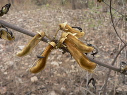 Image of Mucuna stans Baker