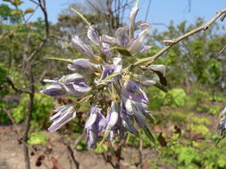 Image of Cork bush