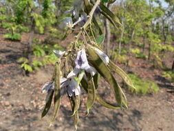 Image of Cork bush